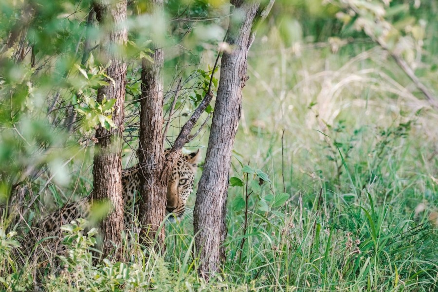  Leopard among the trees in South Africa